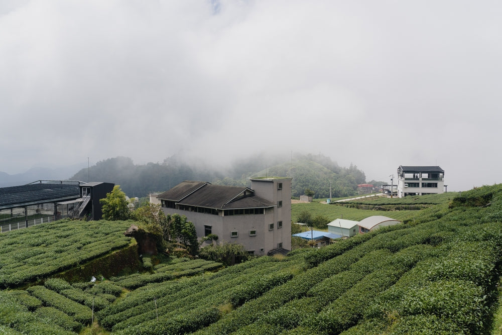A Buying Guide For Taiwanese Oolongs