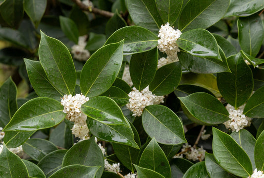 What Is Osmanthus Tea? A Guide to Osmanthus Oolong